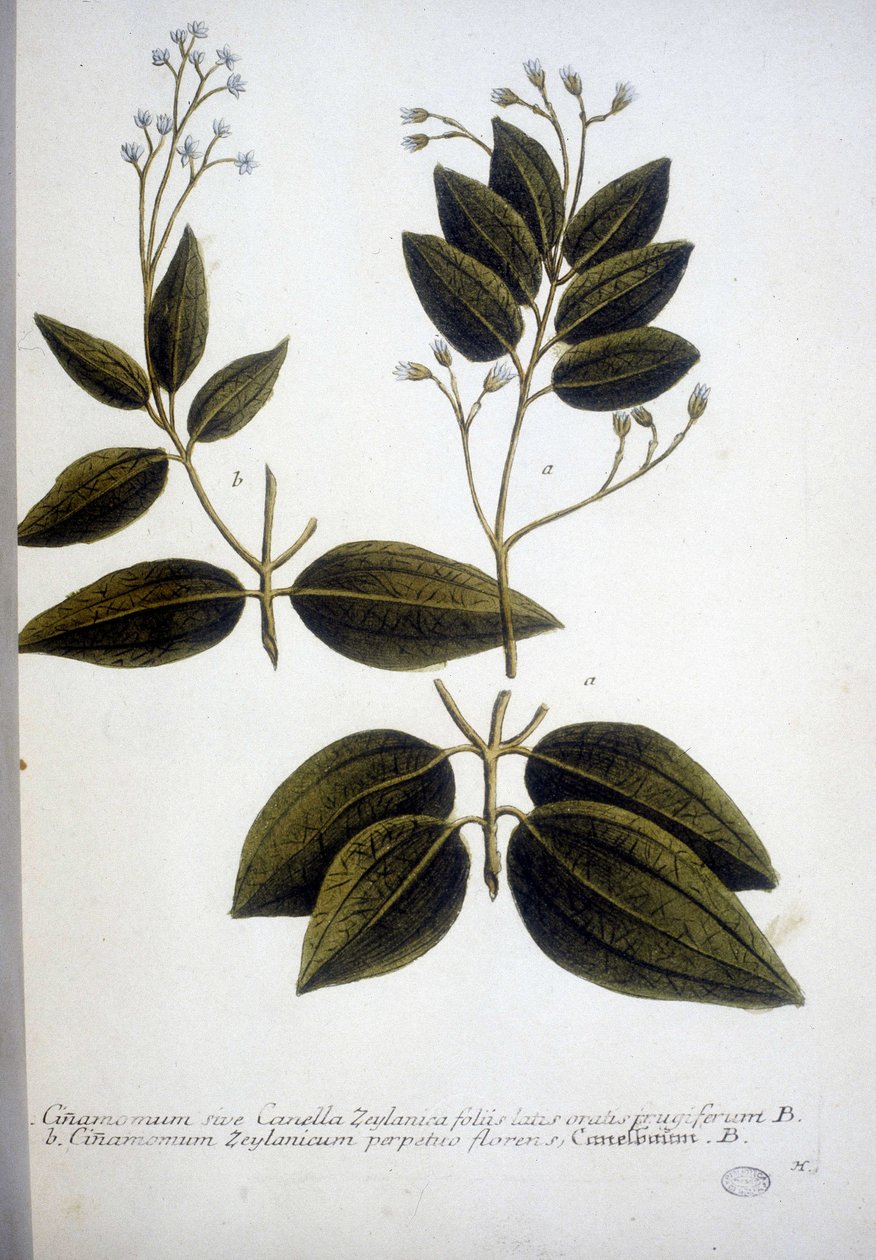 Cinnamomum Zeylanicum (Ceylon Cinnamomum) - Engraving of the Herbarium by J.W. Weinmann in 1737 by Johann Wilhelm Weinman