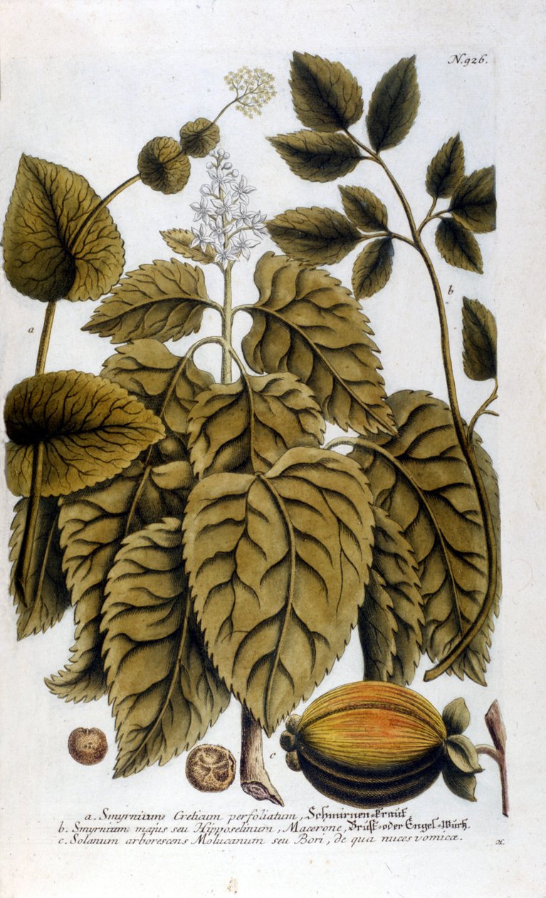 Smyrnium Cretium perfoliatum - Maceron de Crete or Maceron perfolia. Plate taken from the herbarium of J. W. Weinmann by Johann Wilhelm Weinman