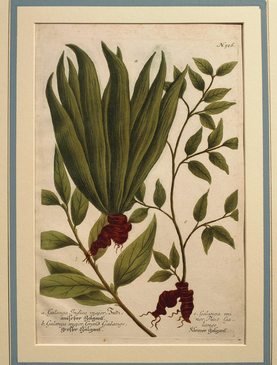 Greater Galangal (coloured engraving) by Johann Wilhelm Weinmann