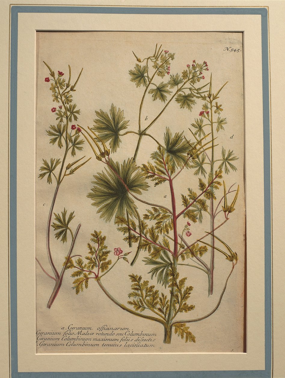 Herb Robert (Geranium robertianum), coloured engraving by Johann Wilhelm Weinmann