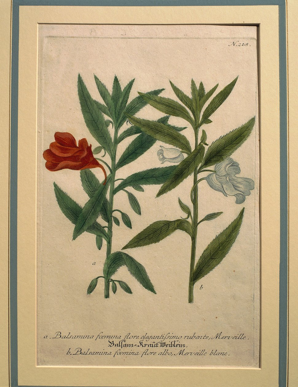 Impatiens, coloured engraving by Johann Wilhelm Weinmann