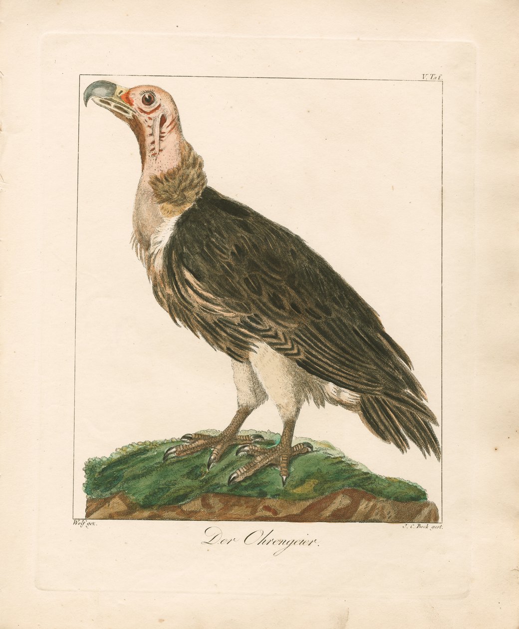 The Lappet-faced Vulture by Johann Wolf: Buy fine art prints