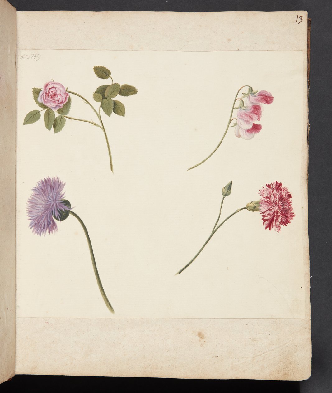Study of Flowers by Johanna Fosie