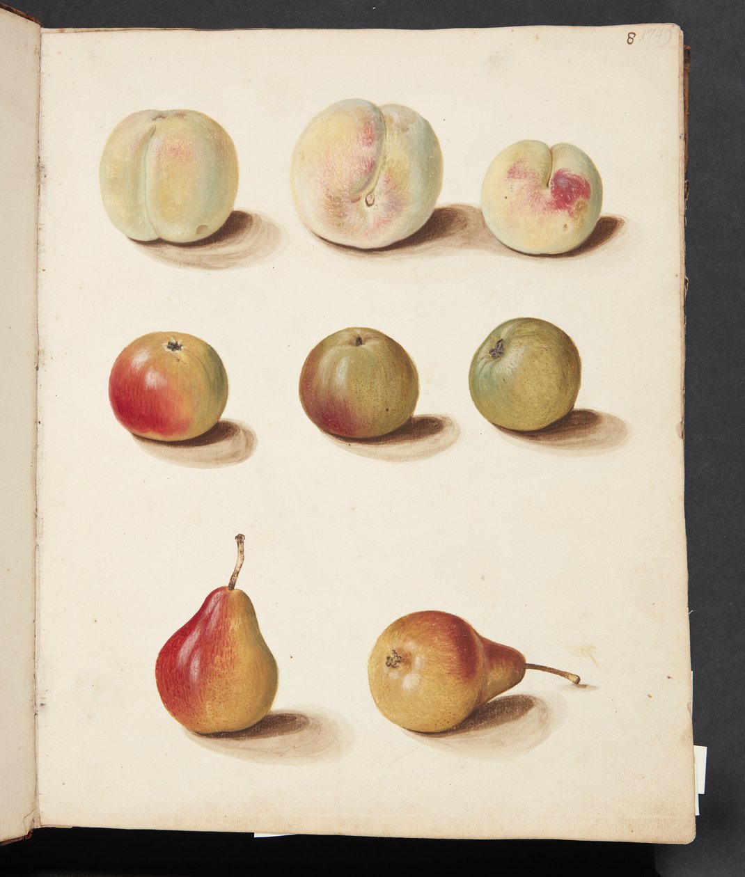 Study of Peach, Apple, and Pear by Johanna Fosie