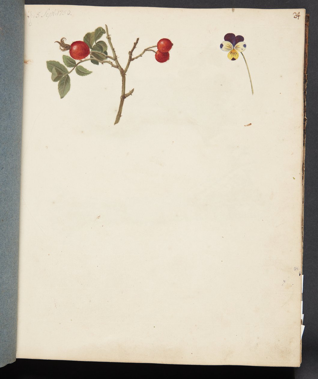 Study of Rosehip and Pansy by Johanna Fosie