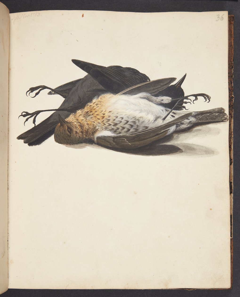 Study of Two Dead Blackbirds, Male and Female, Lying by Johanna Fosie