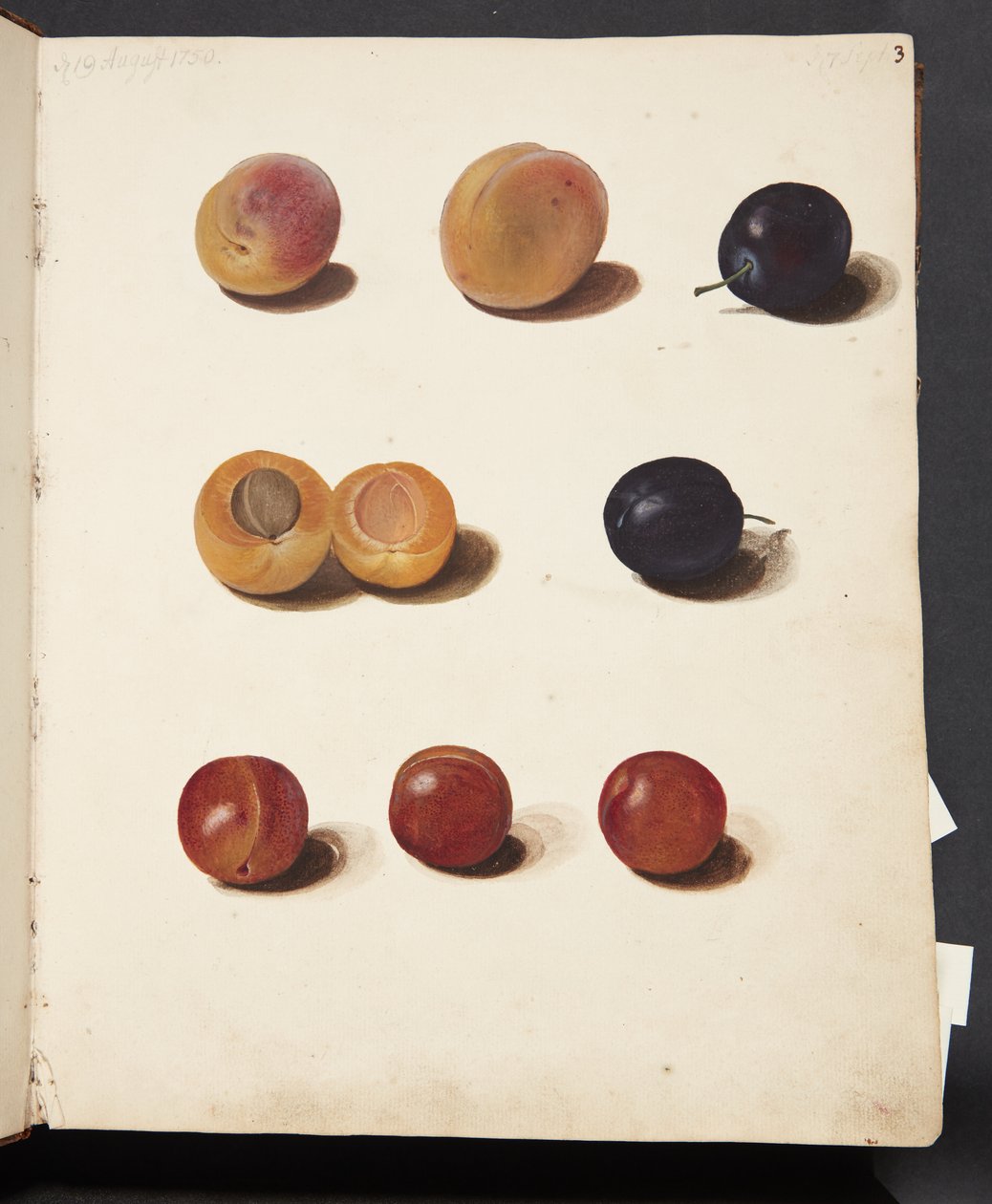 Studies of Plums by Johanna Fosie