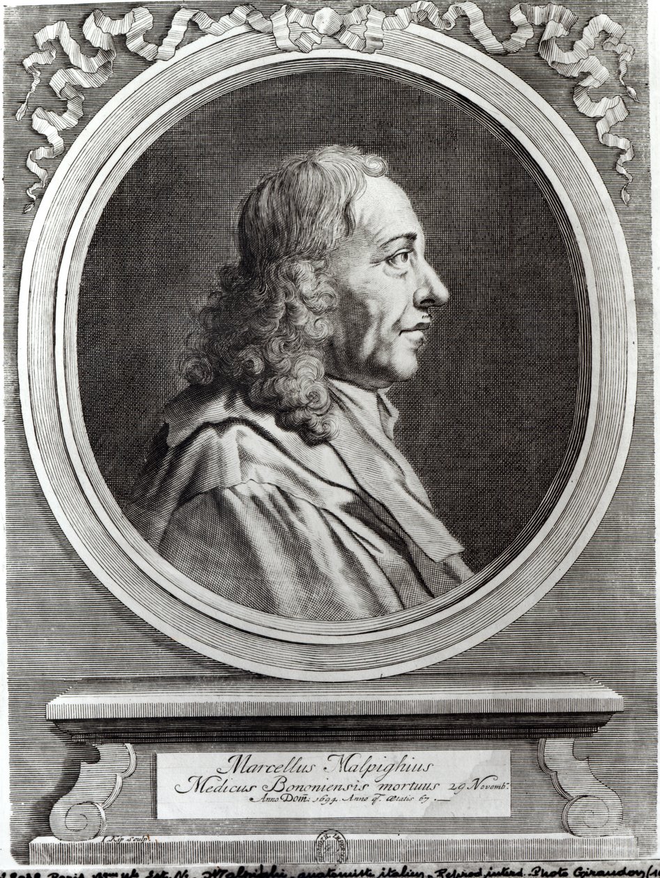 Marcello Malpighi aged 67 by Johannes Kip