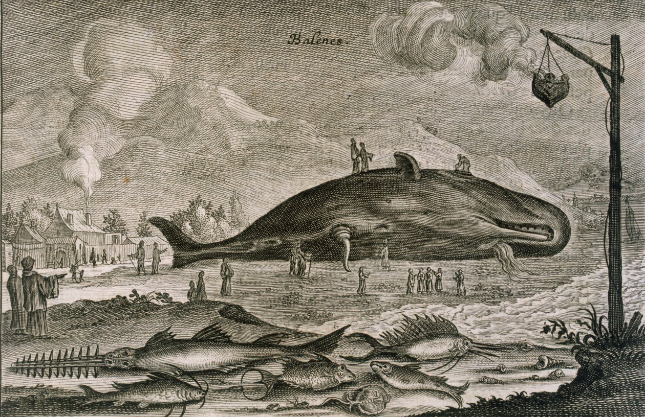 A beached sperm whale with a variety of other fish from Chinese waters, 1665 by Johannes Nieuhoff