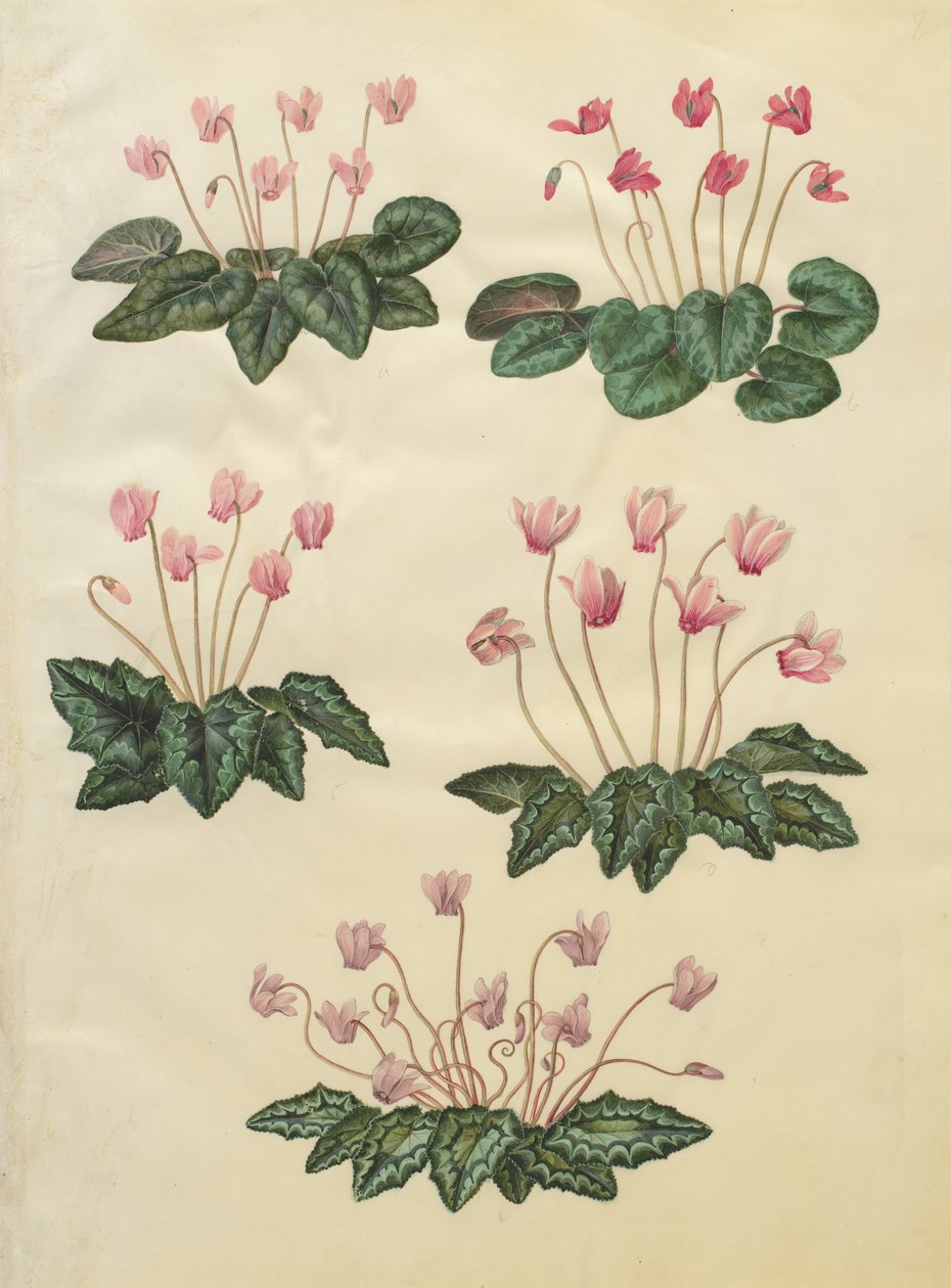 Cyclamen purpurascens; Cyclamen hederifolium by Johannes Simon Holtzbecher