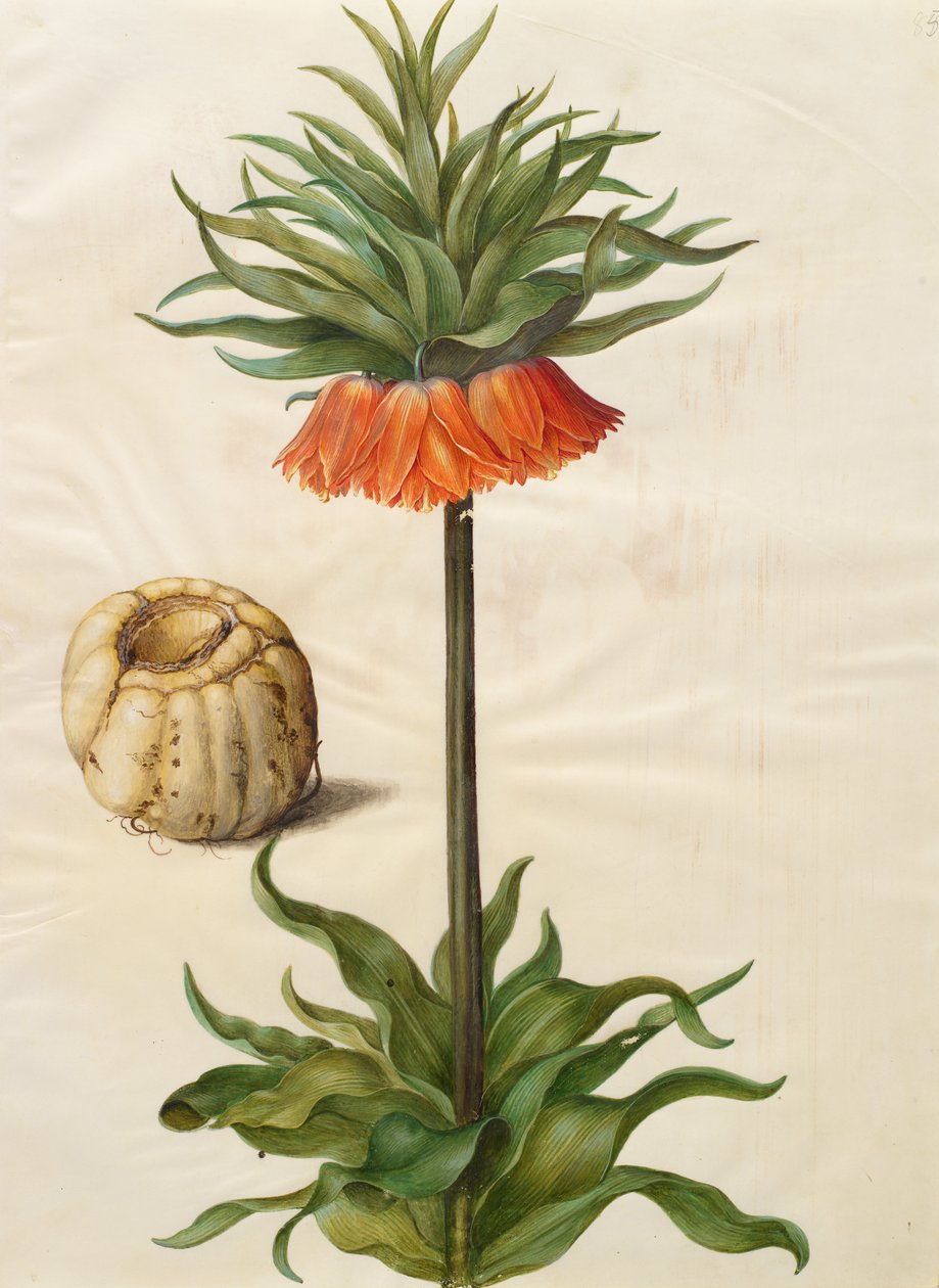 Fritillaria imperialis by Johannes Simon Holtzbecher