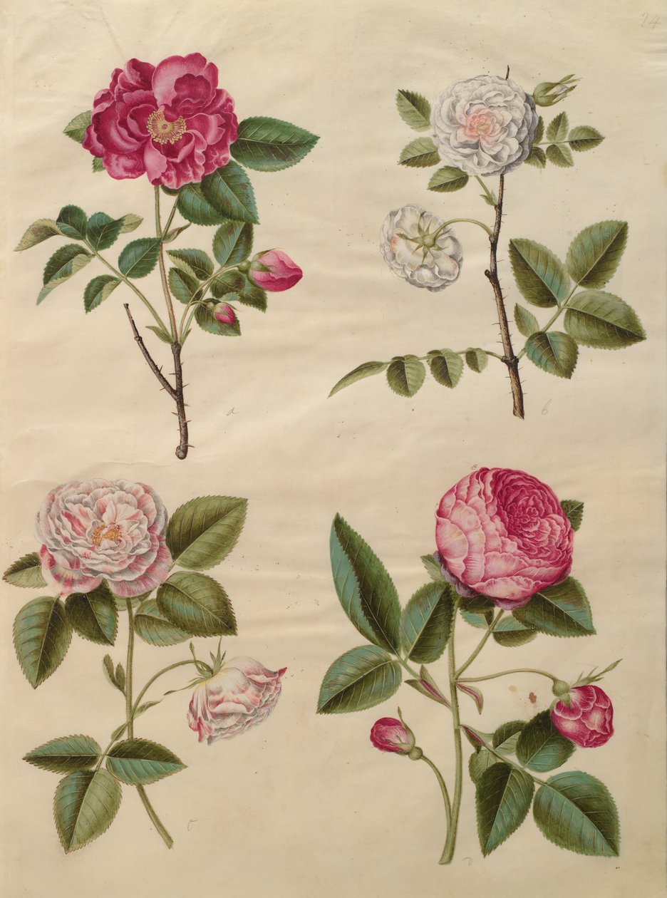 Rosa gallica by Johannes Simon Holtzbecher