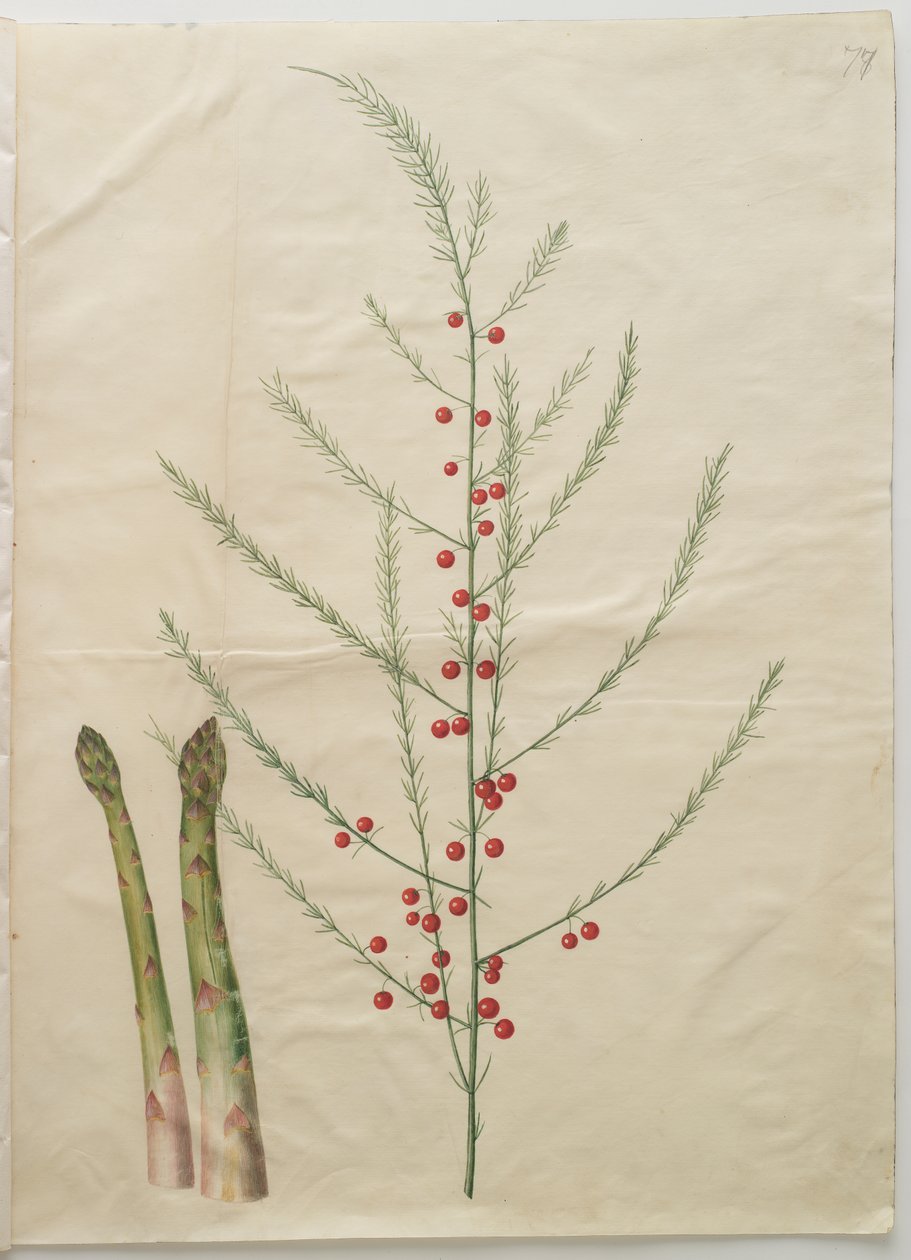 Asparagus officinalis by Johannes Simon Holtzbecker