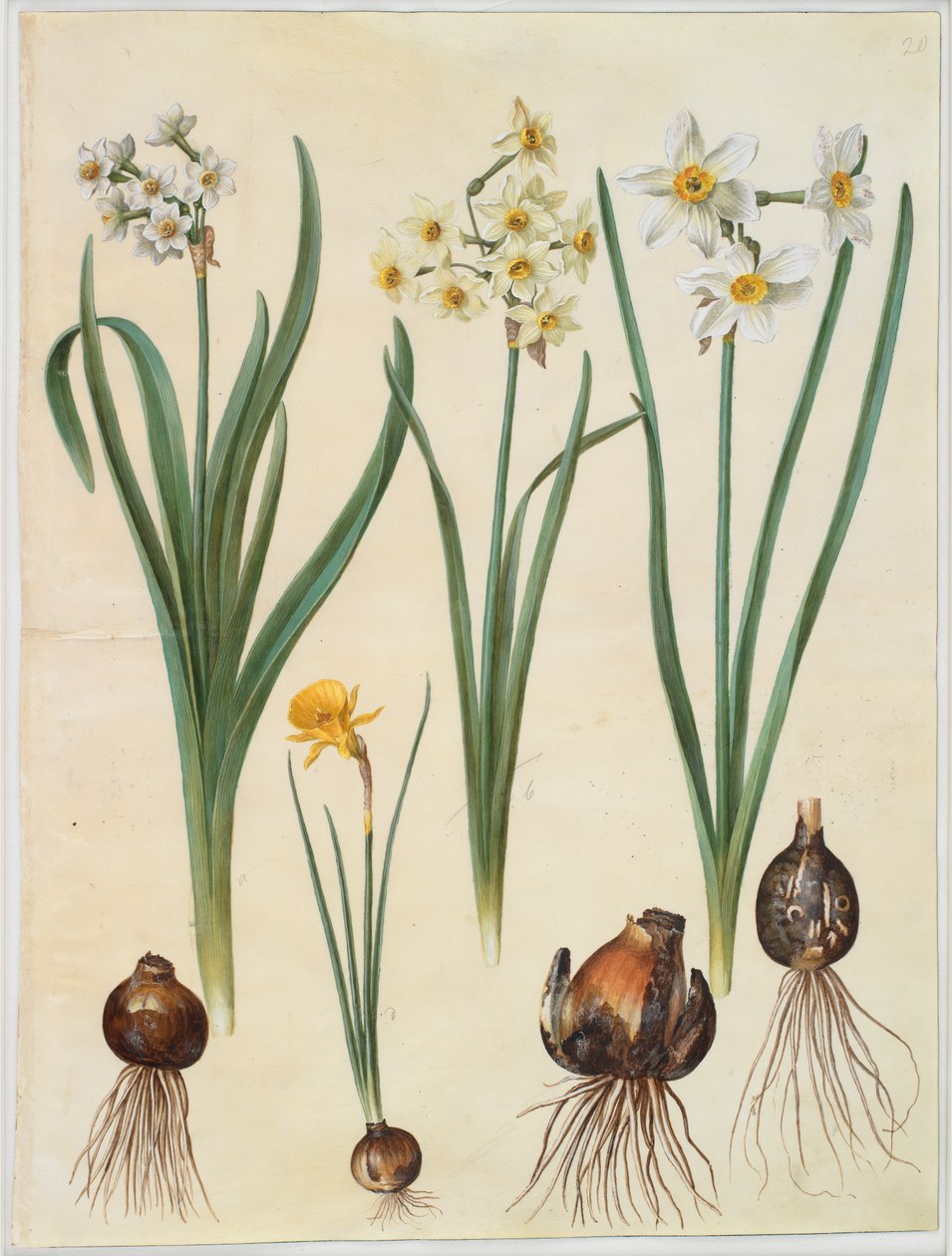 Narcissus tazetta; Narcissus orientalis; Corbularia bulbocodium by Johannes Simon Holtzbecker