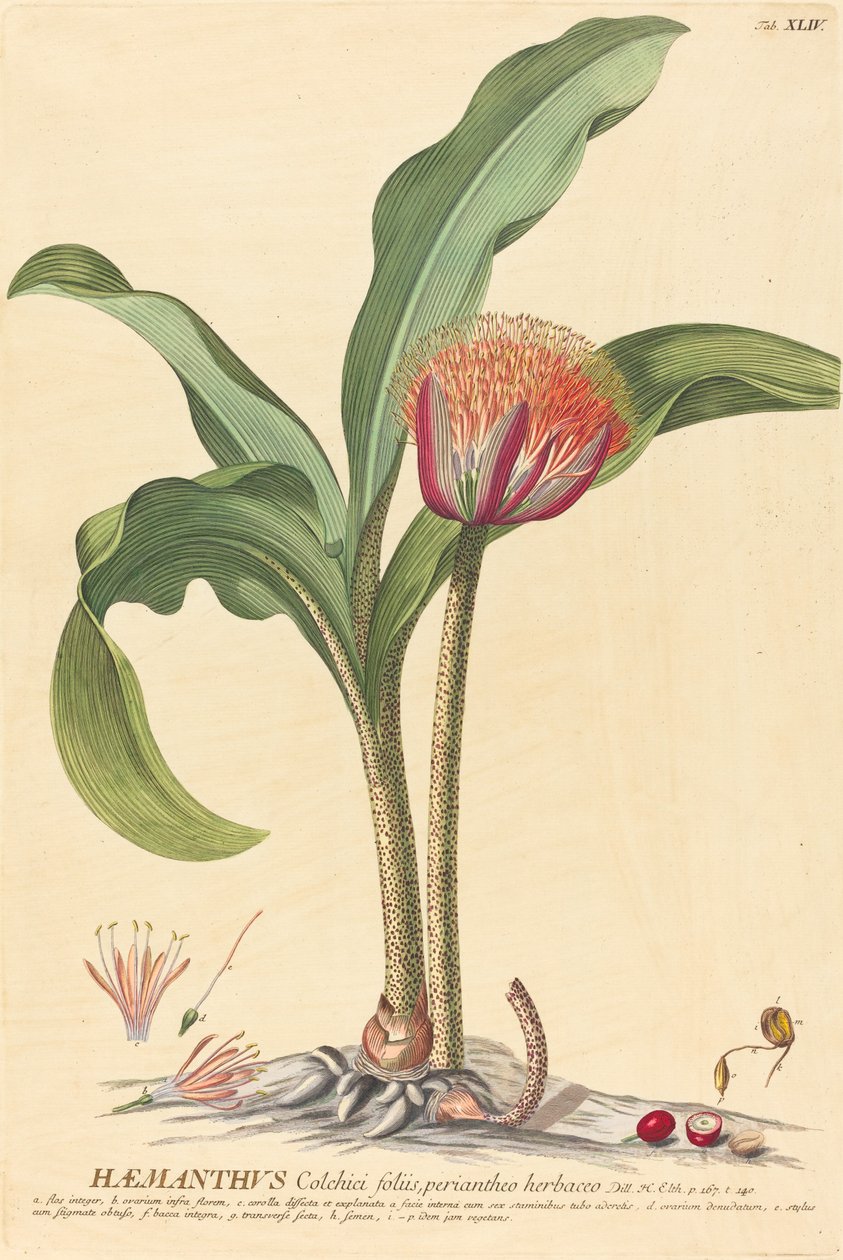 Haemanthus by Johannes Jacob Haid and Johannes Elias Haid after Georg Ehret
