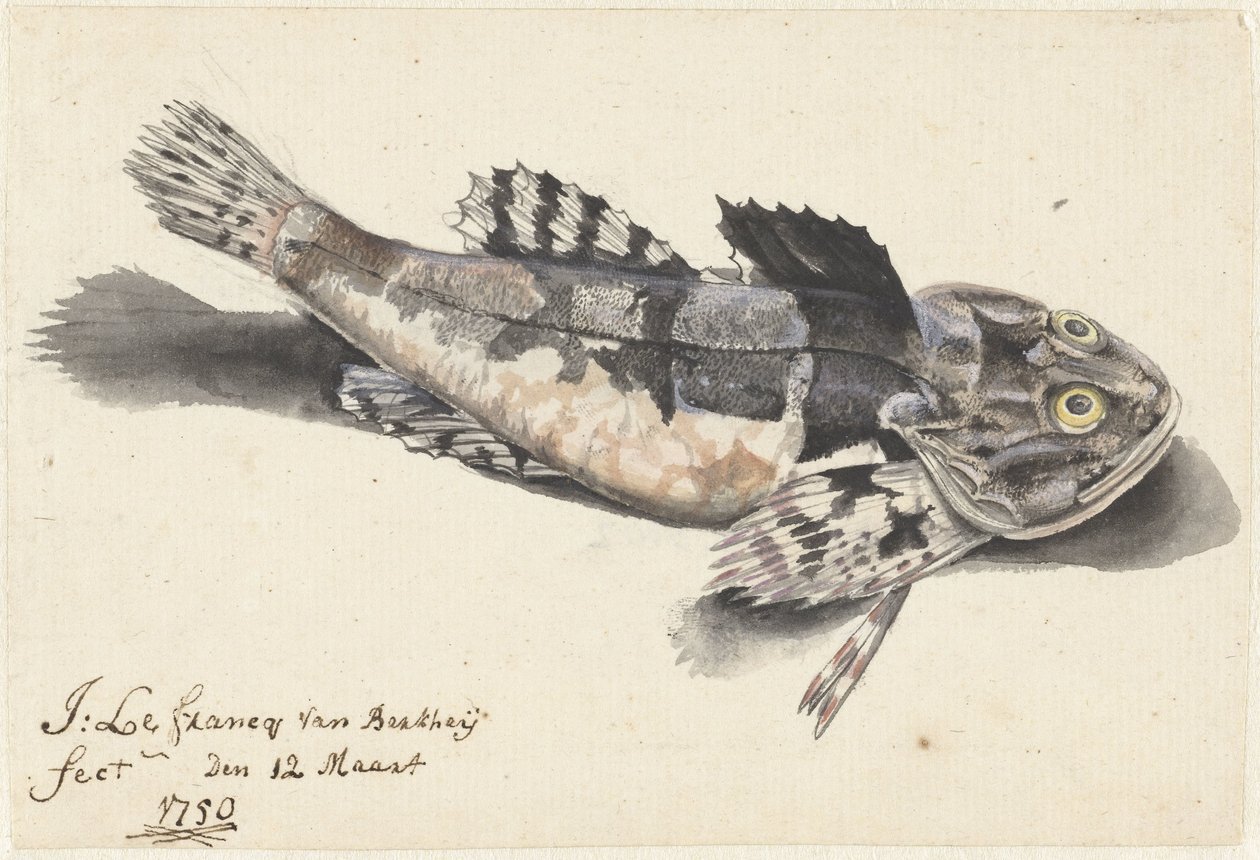 Sea Scorpion by Johannes le Francq van Berkhey