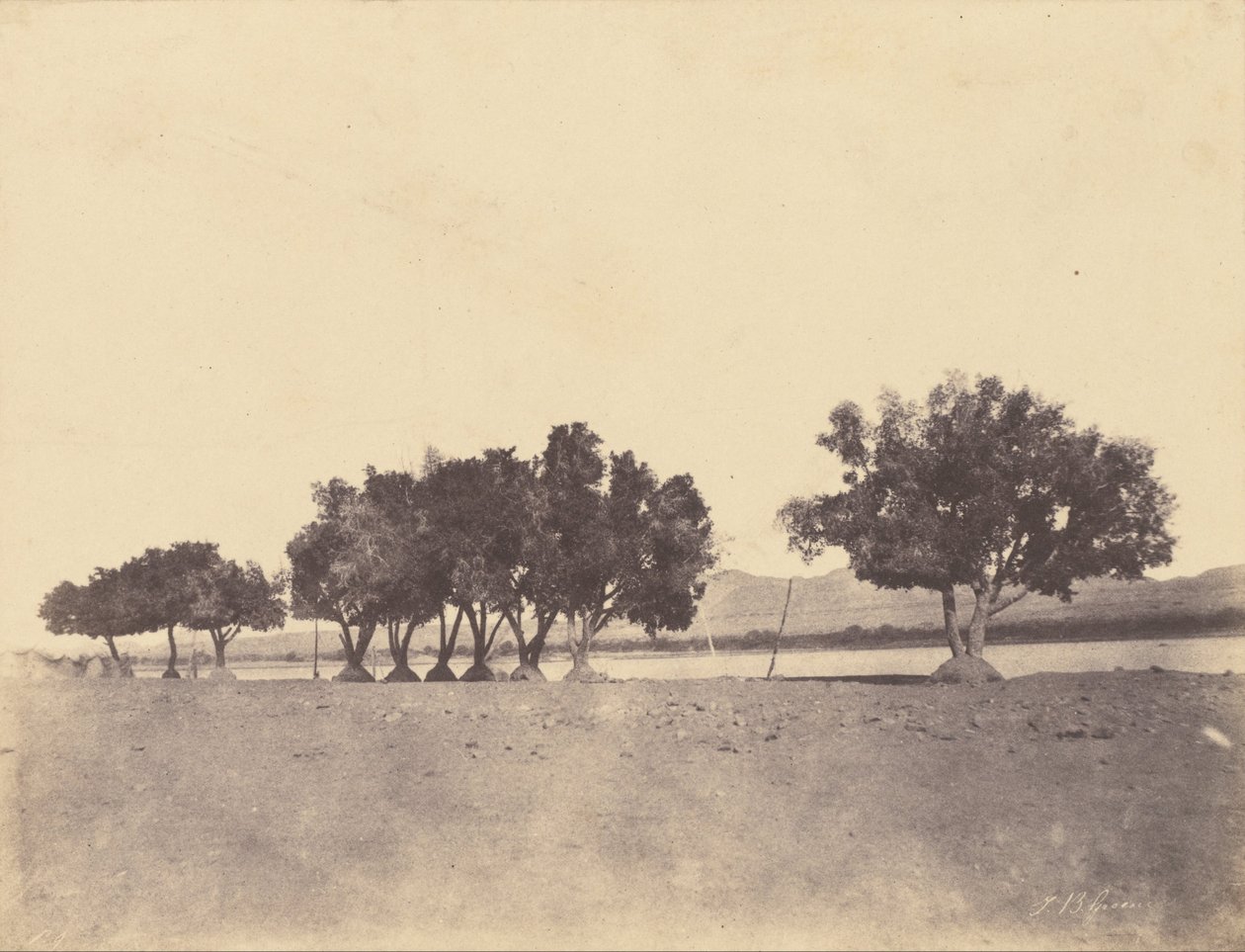 Studies of Sycamores, Korosko by John Beasly Greene