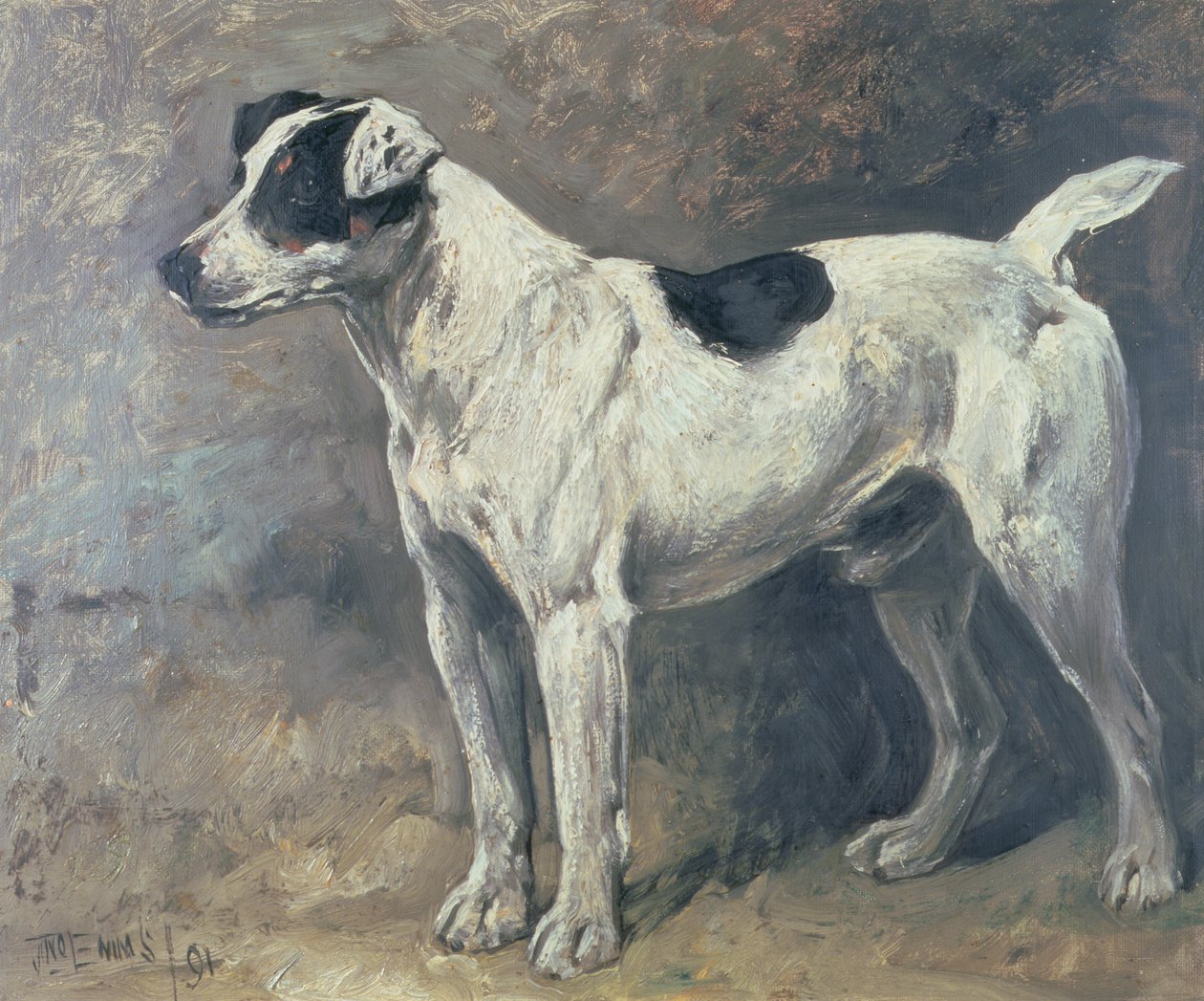 A Jack Russell by John Emms