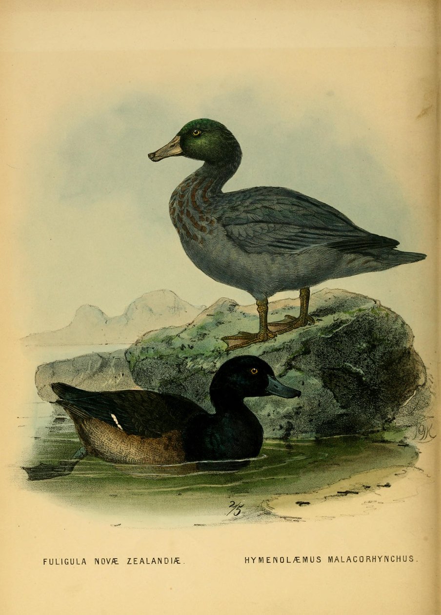 Illustration of the New Zealand Scaup and the Blue Duck by John Gerrard Keulemans