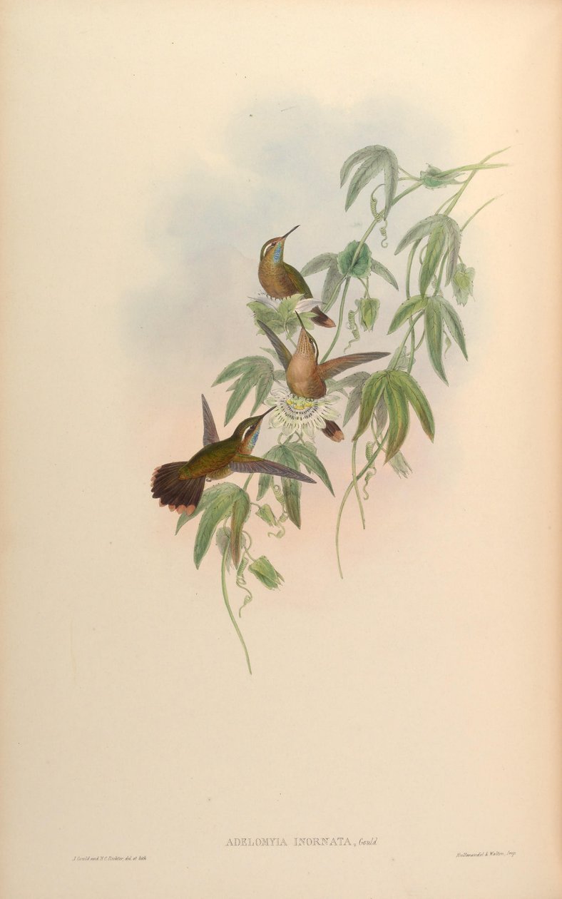 Adelomyia inornata = Adelomyia melanogenys inornata by John Gould