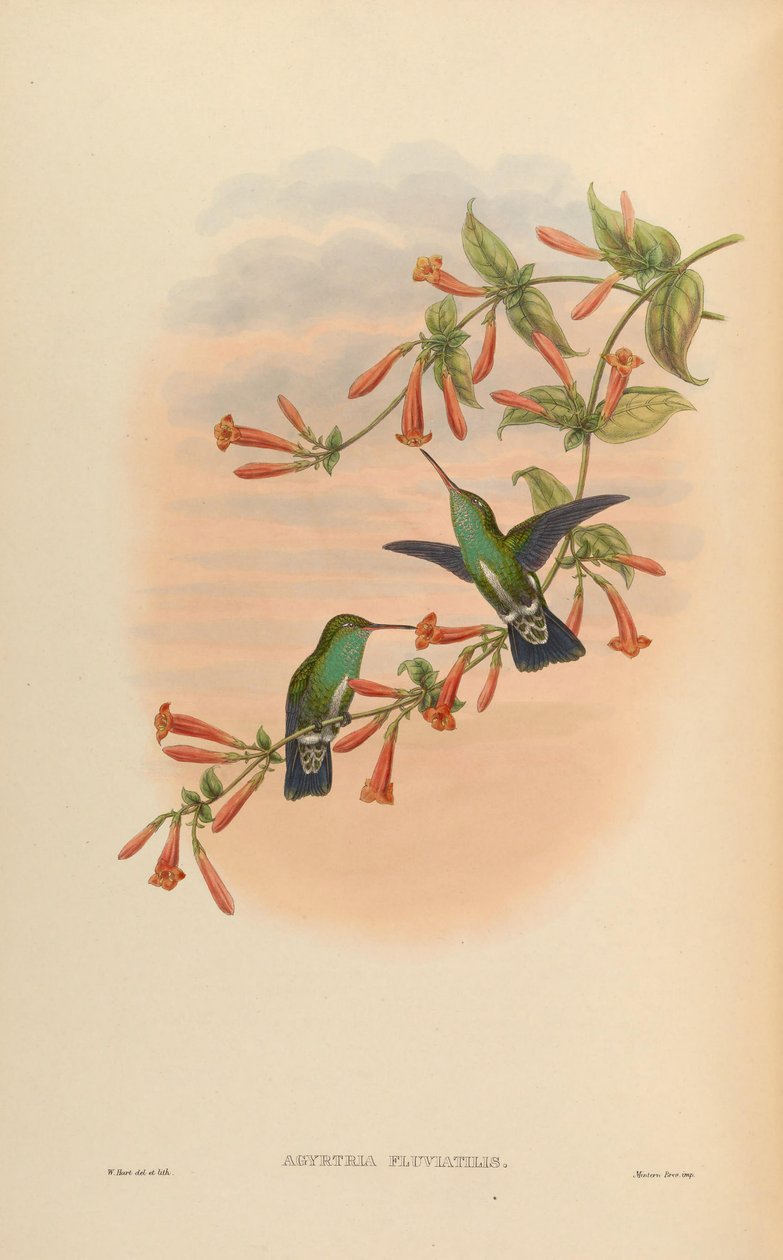 Agyrtria fluviatilis = Amazilia fimbriata apicalis by John Gould