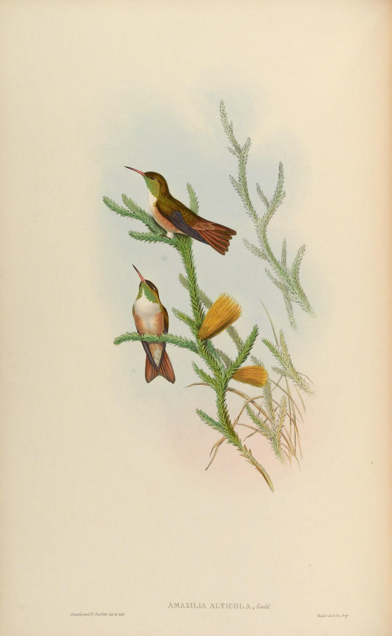 Amazilia amazilia alticola by John Gould