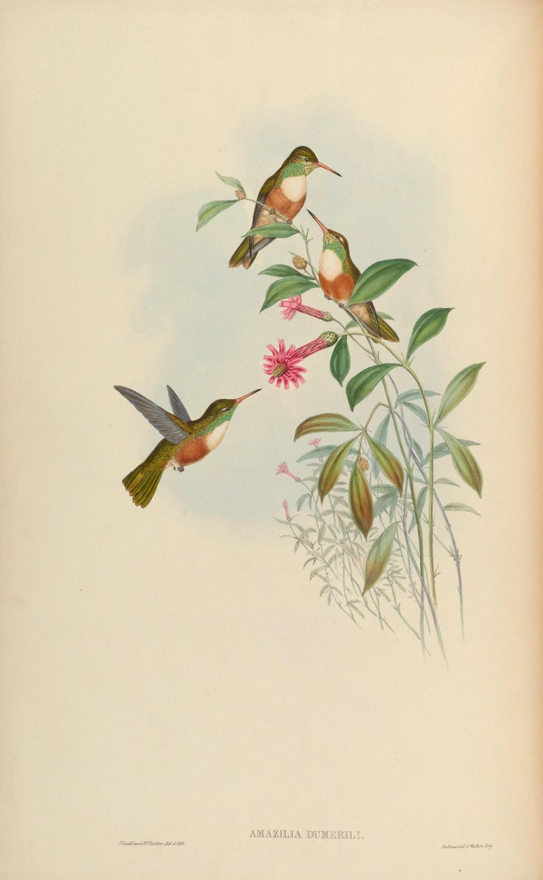Amazilia amazilia dumerilii by John Gould