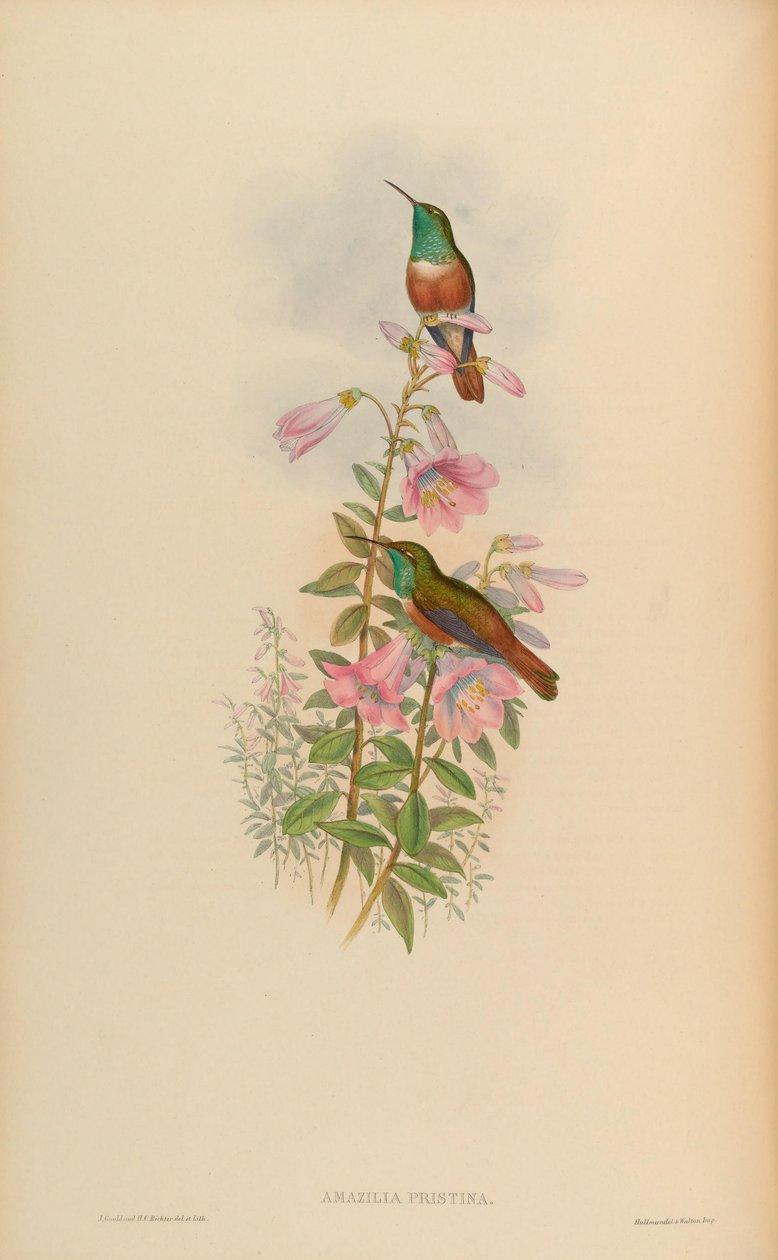 Amazilia amazilia pristina by John Gould