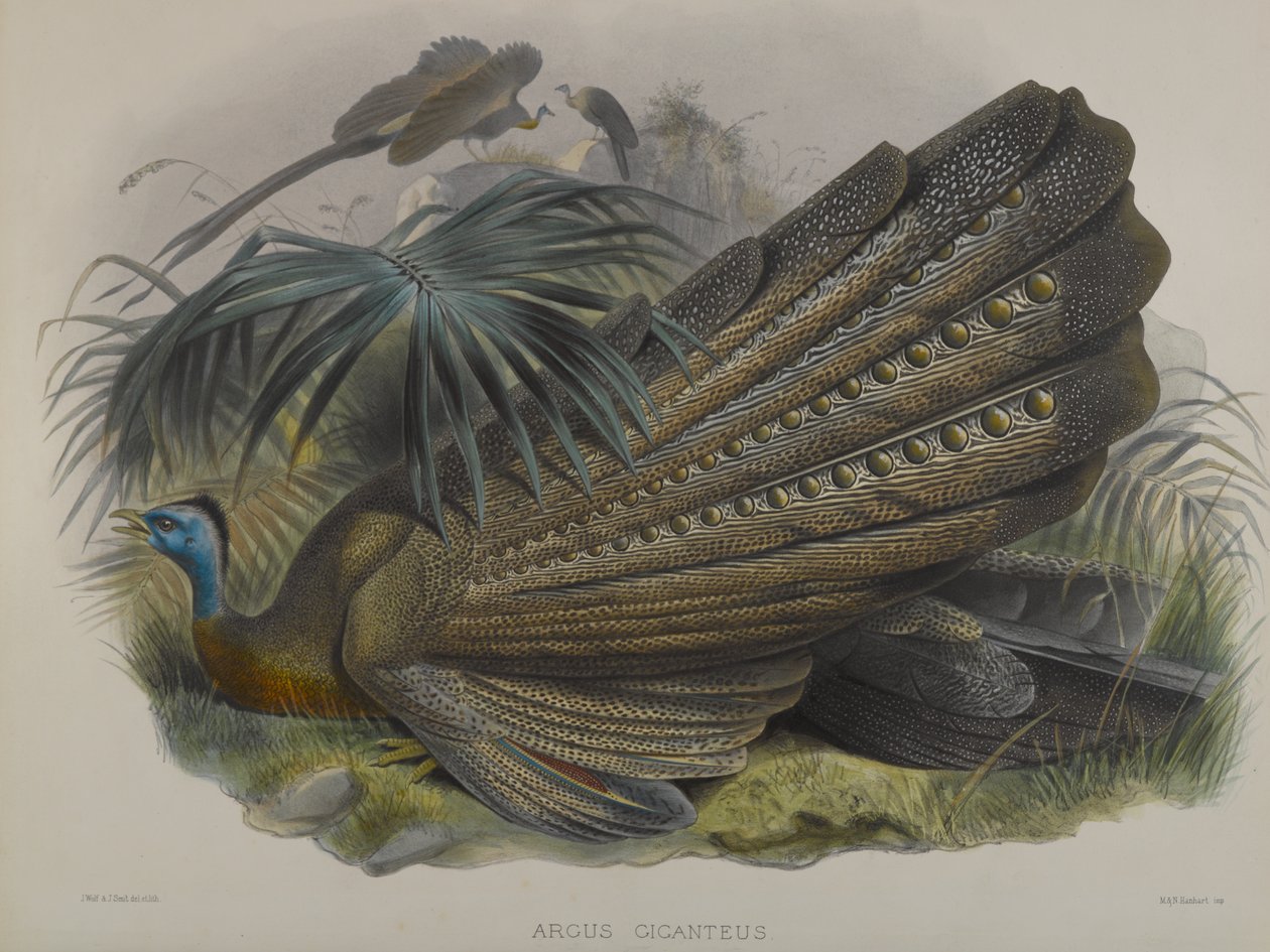 Great Argus Pheasant by John Gould