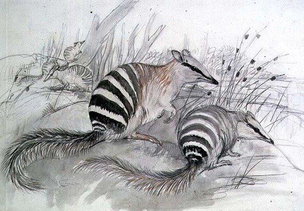 Banded Anteater by John Gould