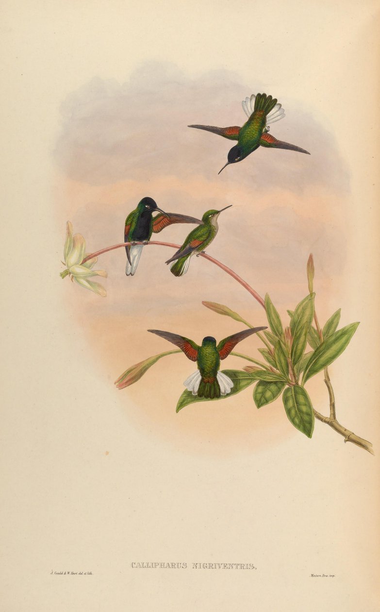 Callipharus Nigriventris = Eupherusa Nigriventris by John Gould