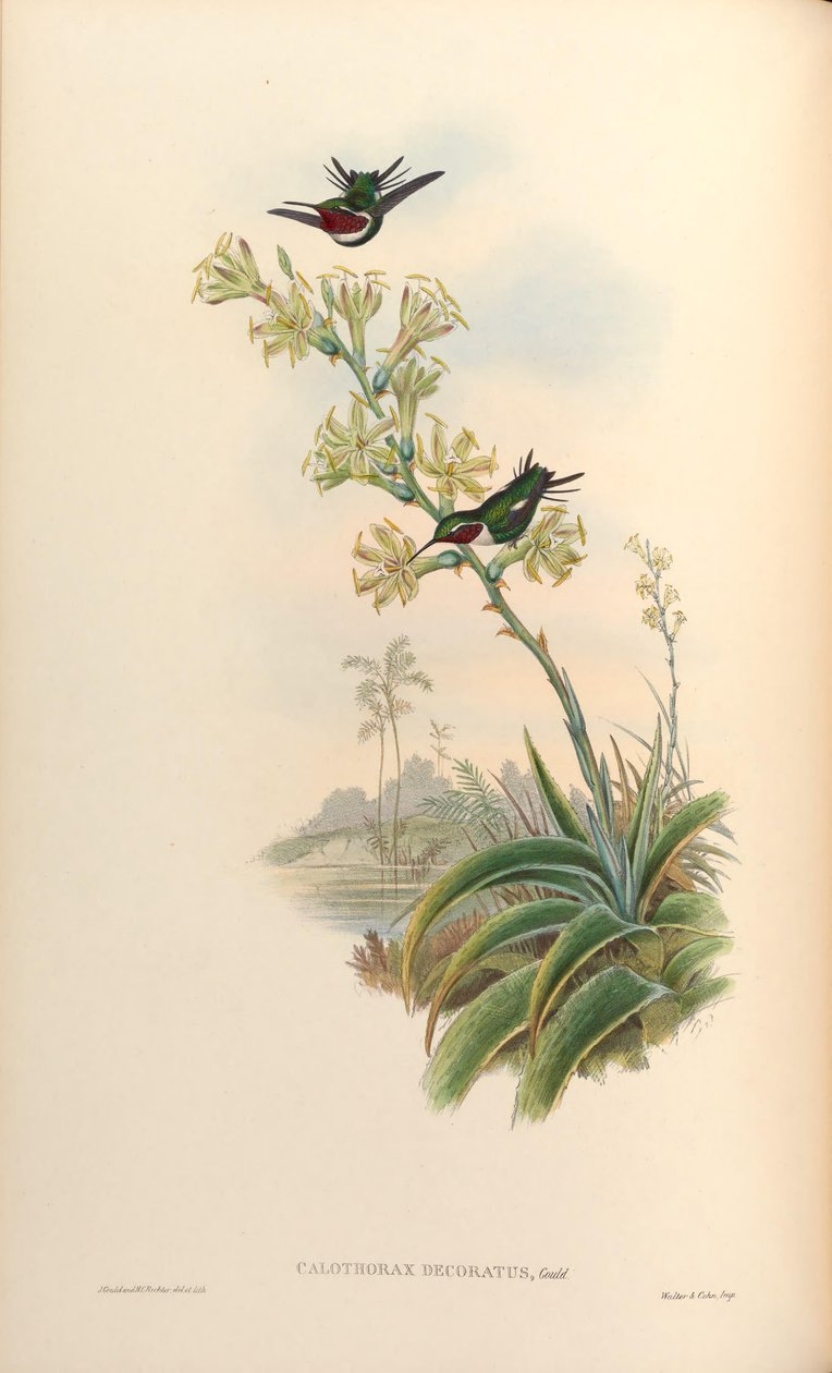 Calothorax decoratus = Chaetocercus mulsant x Ch. heliodor by John Gould
