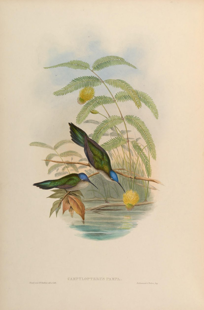 Campylopterus pampa by John Gould