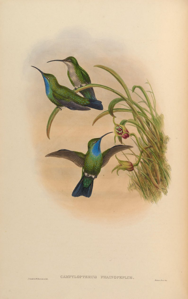 Campylopterus phainopeplus by John Gould