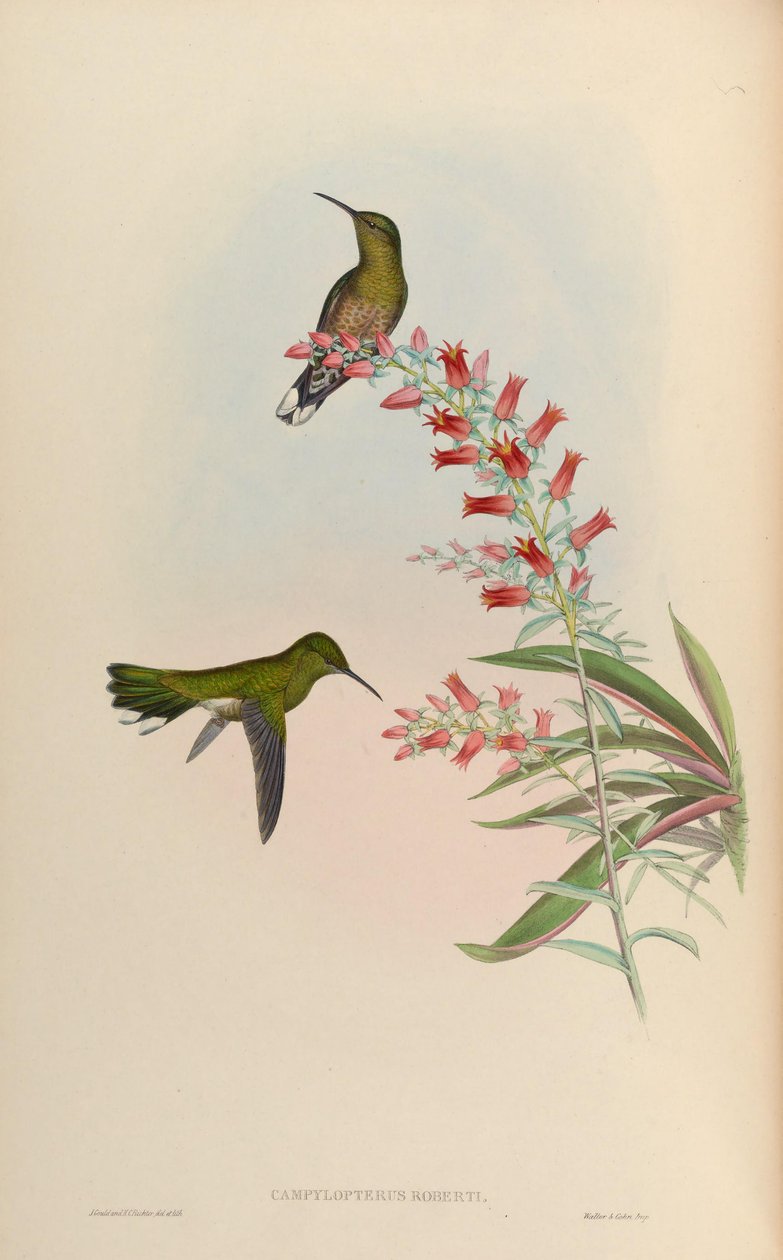 Phaeochroa cuvierii roberti by John Gould