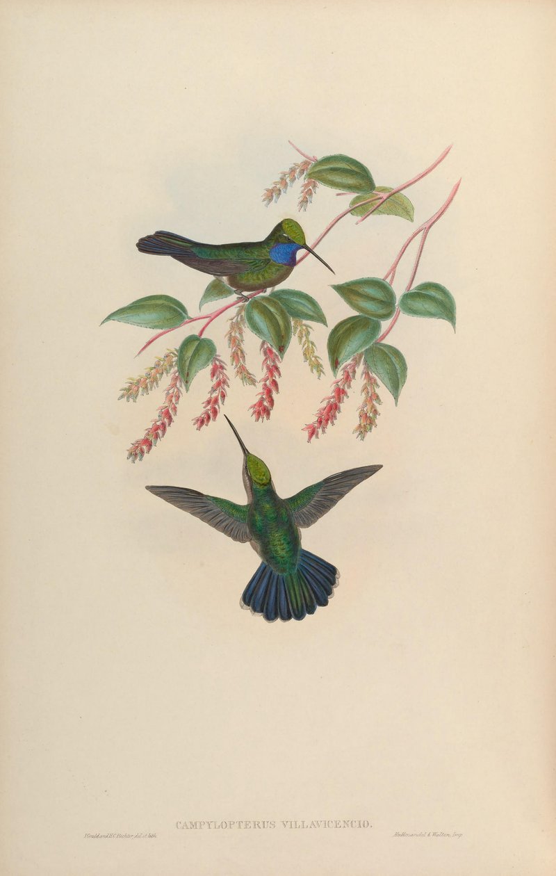 Campylopterus villaviscensio by John Gould