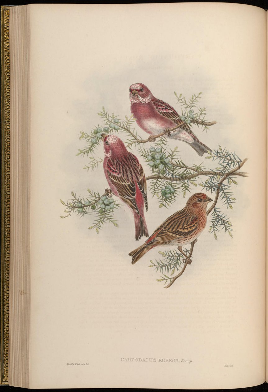 Carpodacus roseus by John Gould