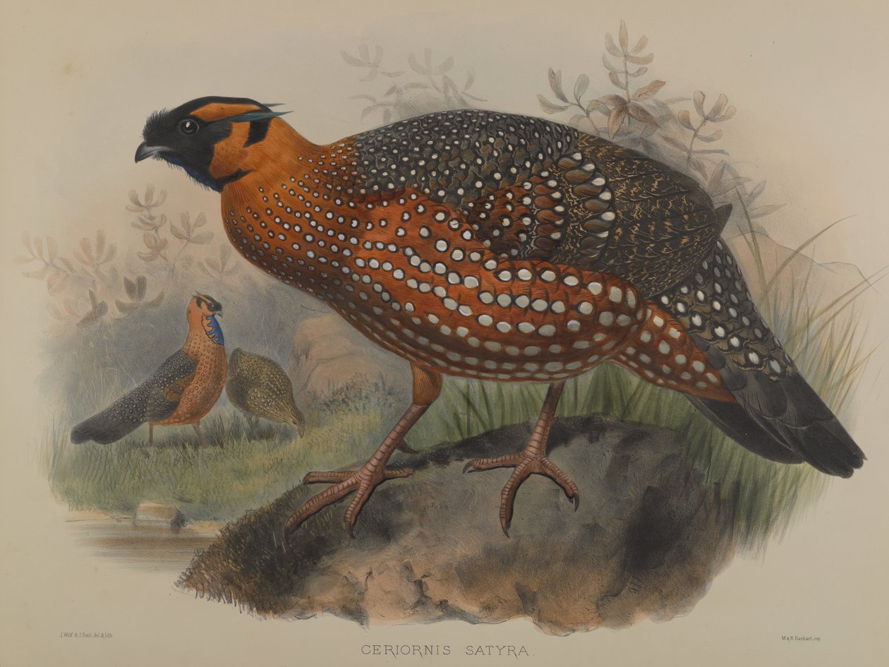 Ceriornis Satyra by John Gould