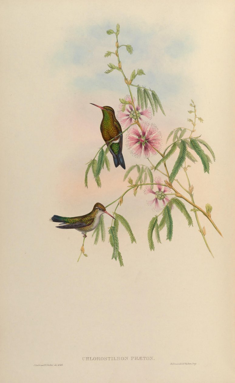 Chlorostilbon phaethon = Chlorostilbon aureoventris = Chlorostilbon lucidus by John Gould