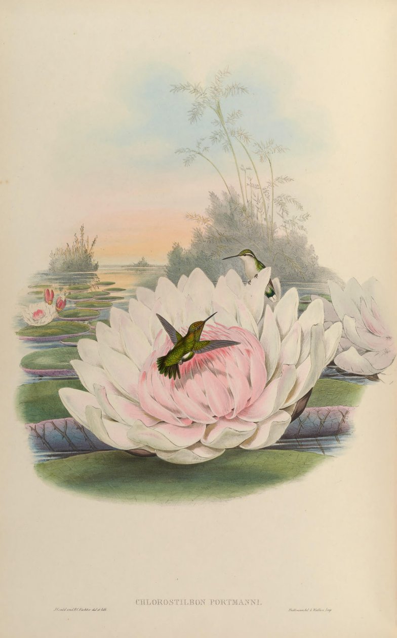 Chlorostilbon poortmani by John Gould