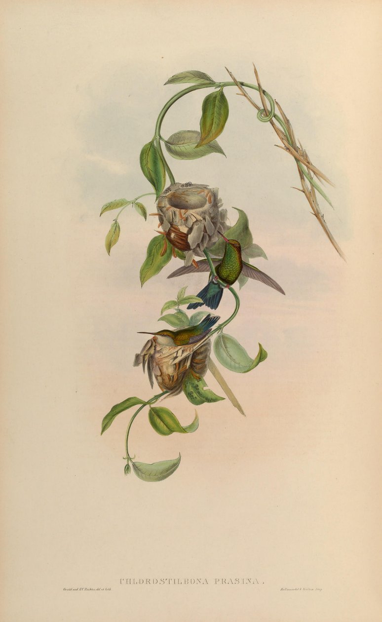Chlorostilbon prasinus = Chlorostilbon mellisugus prasinus by John Gould