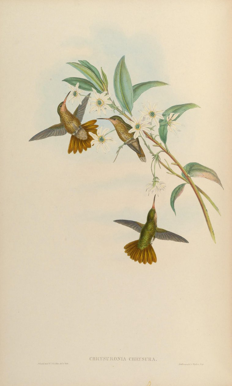 Chrysuronia chrysura = Hylocharis chrysura by John Gould