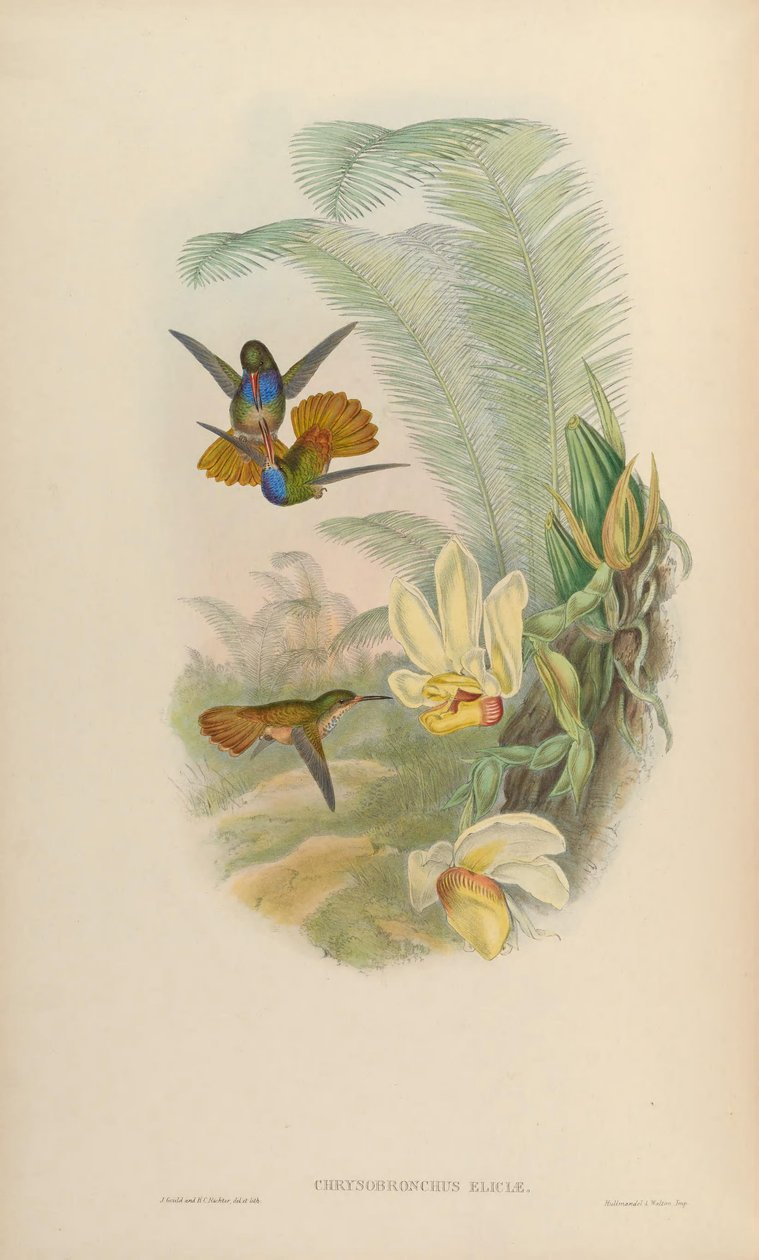Chrysuronia eliciae = Hylocharis eliciae by John Gould