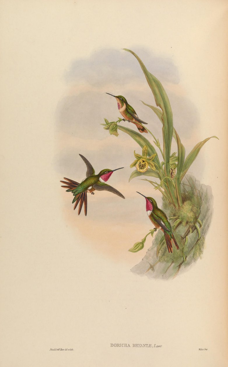 Doricha bryantae = Calliphlox bryantae by John Gould