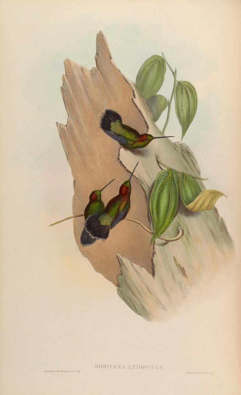 Doryfera Ludoviciae by John Gould