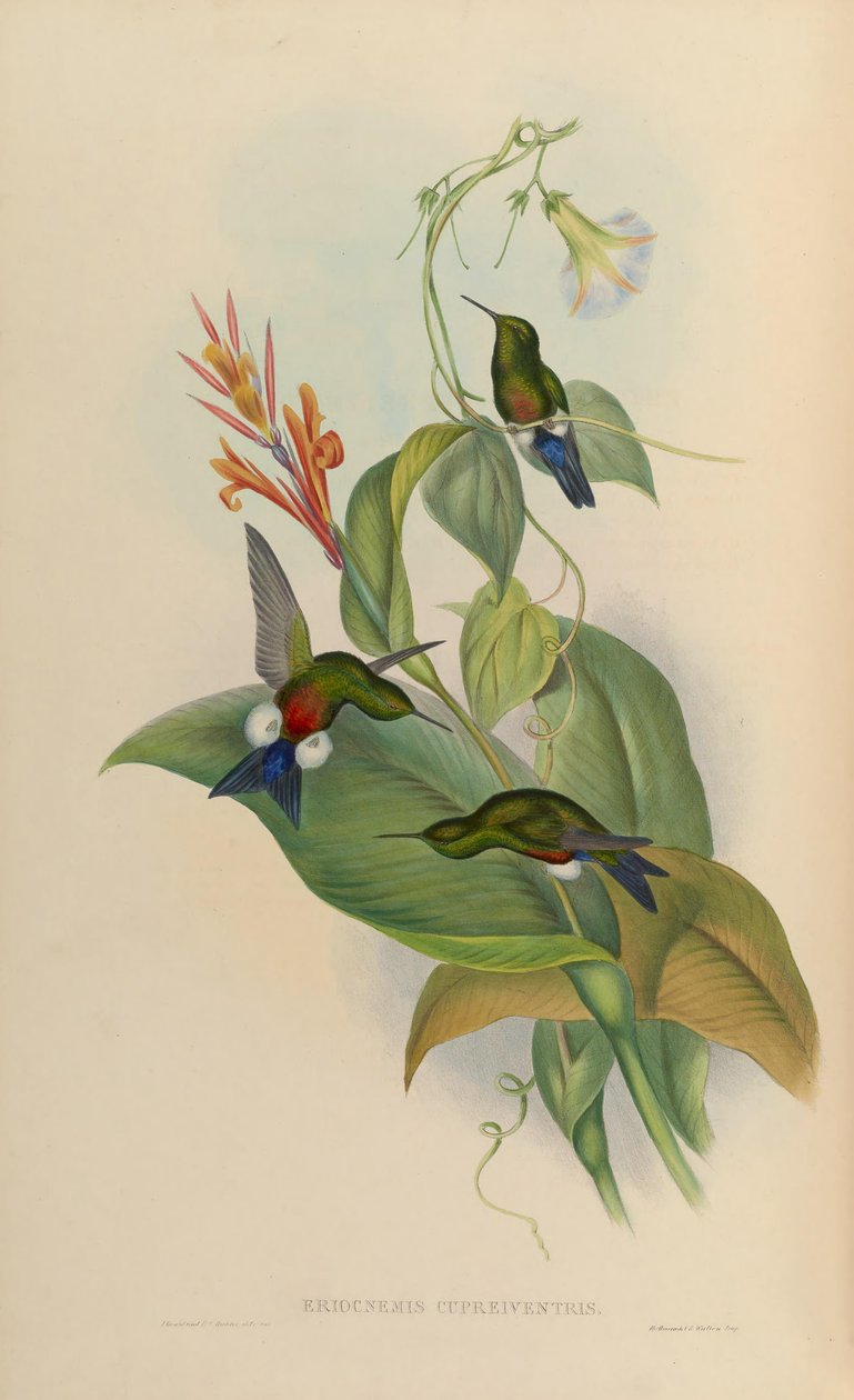 Eriocnemis cupreoventris by John Gould