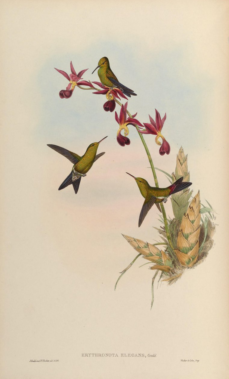 Erythronota elegans = Chlorostilbon elegans by John Gould