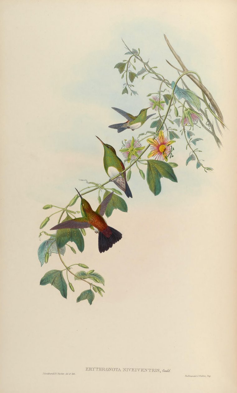 Amazilia edward niveiventris by John Gould