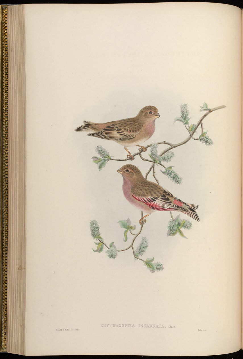 Mongolian Finch by John Gould