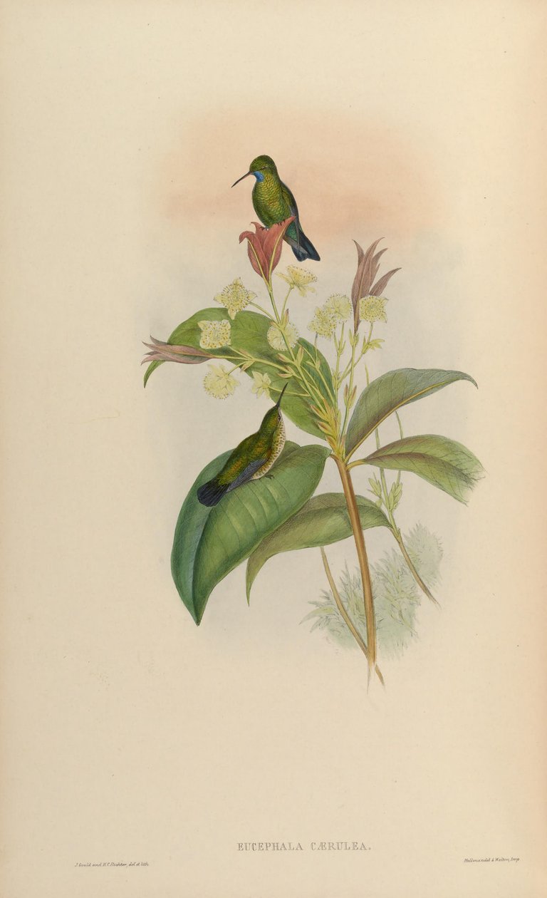 Eucephala caerula = Chlorestes notata notata by John Gould